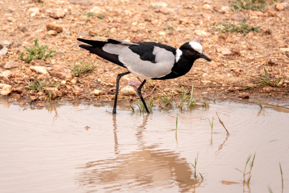 (Charadriiformes: Charadriidae) Vanellus armatus, Smedvipa / Blacksmith lapwing