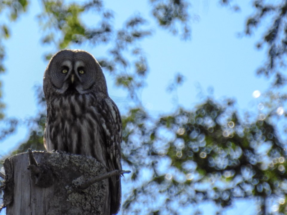(Strigiformes: Strigidae) Strix nebulosa, Lappuggla / Great grey owl