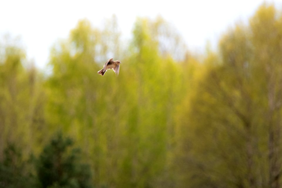 (Passeriformes: Alaudidae) Alauda arvensis, Sånglärka / Skylark