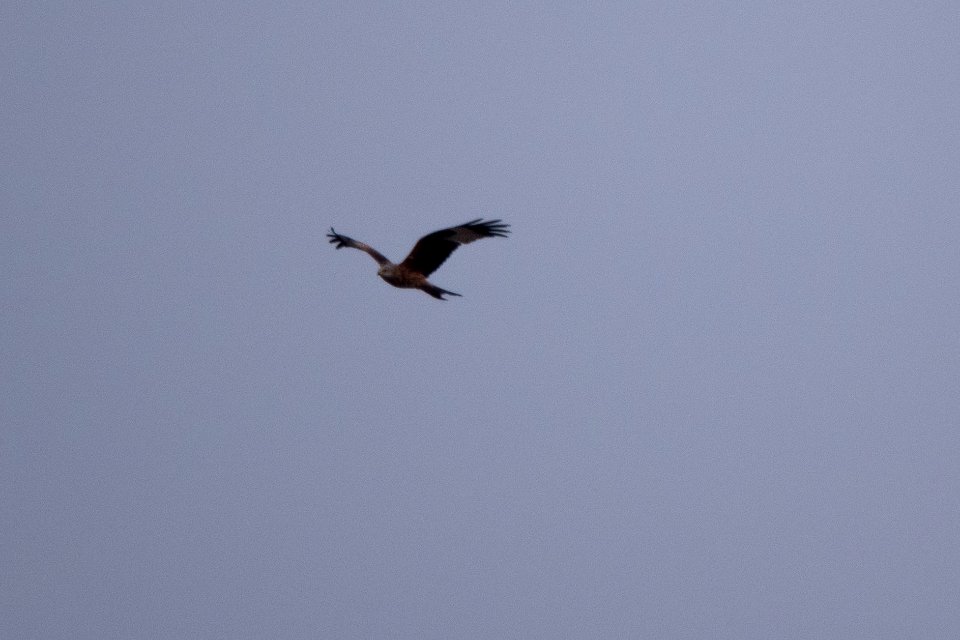 (Accipitriformes: Accipitridae) Milvus milvus, Röd glada / Red kite
