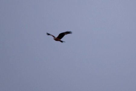 (Accipitriformes: Accipitridae) Milvus milvus, Röd glada / Red kite photo