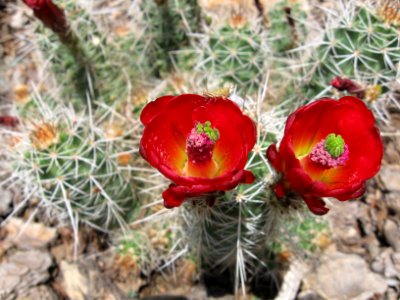 Echinocereus coccineus