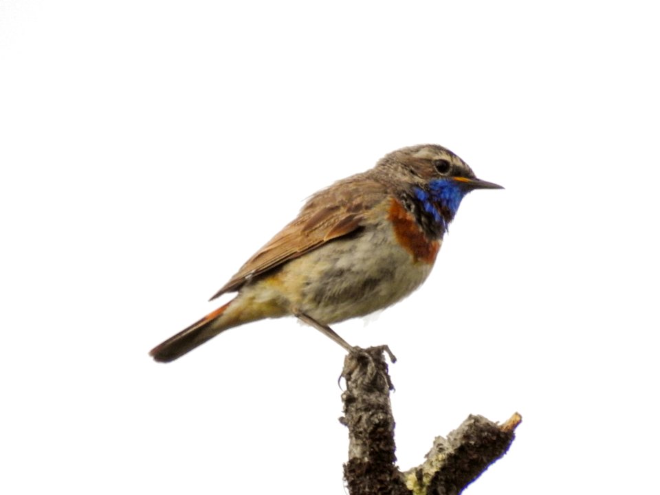 (Passeriformes: Muscicapidae) Luscinia svecica ♂, Blåhake / Bluethroat