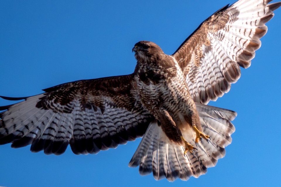 (Accipitriformes: Accipitridae) Buteo buteo, Ormvråk / Buzzard