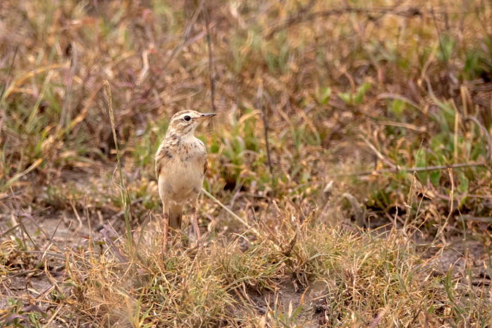 (Passeriformes: Motacillidae) Anthus cinnamomeus, Afrikansk piplärka / African pipit