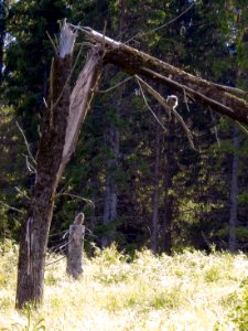 (Strigiformes: Strigidae) Strix nebulosa 1K, Lappuggla / Great grey owl
