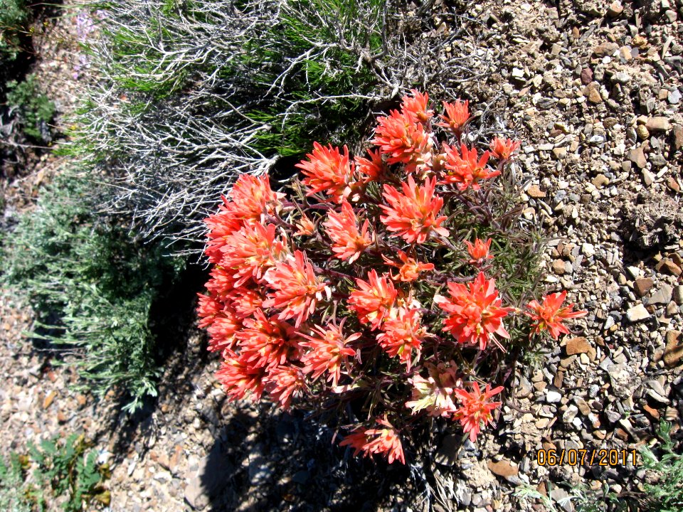 32 nonplot castilleja sp 06162011152034