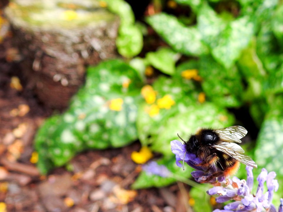 (Hymenoptera: Apidae) Bombus rupestris ♂, Stensnylthumla / Hill cuckoo-bee