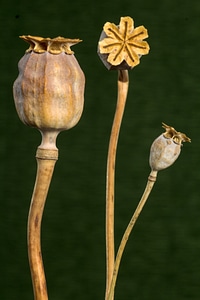 Poppy poppy-capsules dry