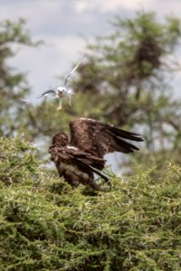 (Accipitriformes: Accipitridae) Elanus caeruleus, Svartvingad glada / Black-winged kite
