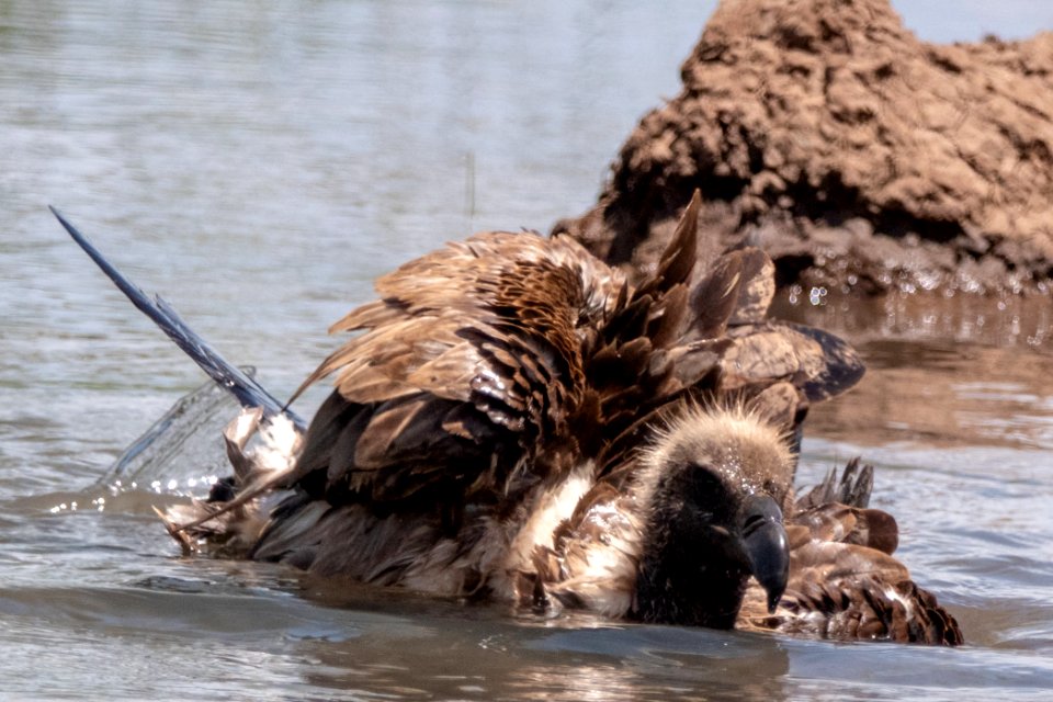 (Accipitriformes: Accipitridae) Gyps africanus, Vitryggig gam / White-backed vulture