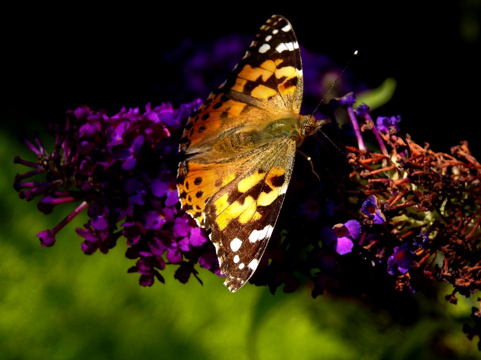 (Lepidoptera: Nymphalidae) Cynthia cardui, Tistelfjäril / Painted lady