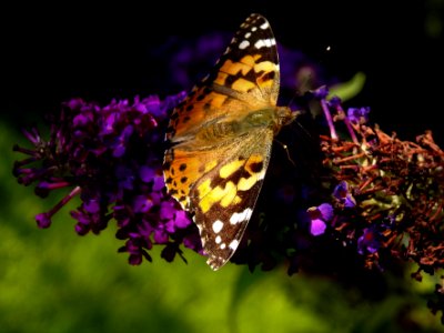(Lepidoptera: Nymphalidae) Cynthia cardui, Tistelfjäril / Painted lady