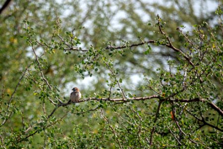 (Passeriformes: Ploceidae) Sporopipes frontalis, Rostnackad vävare / Speckle-fronted weaver