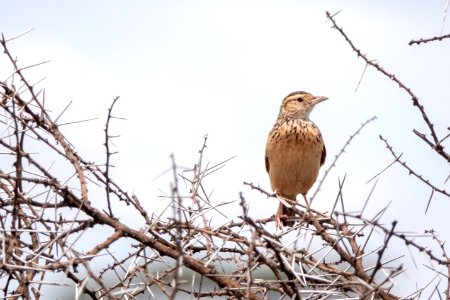 (Passeriformes: Alaudidae) Mirafra albicauda, Vitstjärtad lärka / White-tailed lark