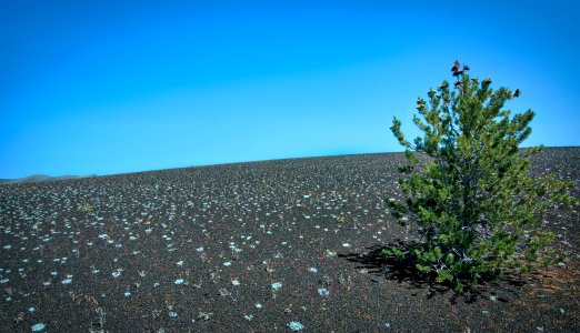 Lone Tree, Craters of the Moon NP