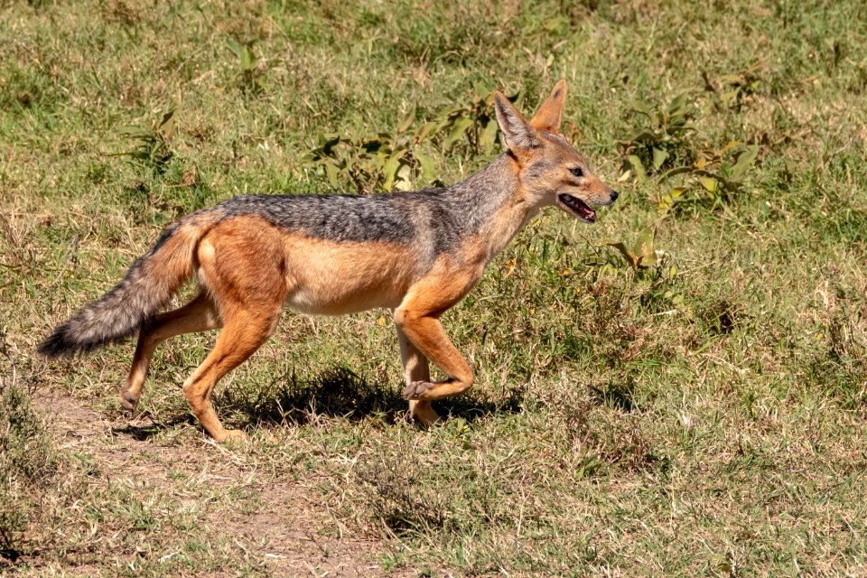 (Carnivora: Canidae) Canis mesomelas, Schabrakschakal / Black-backed jackal