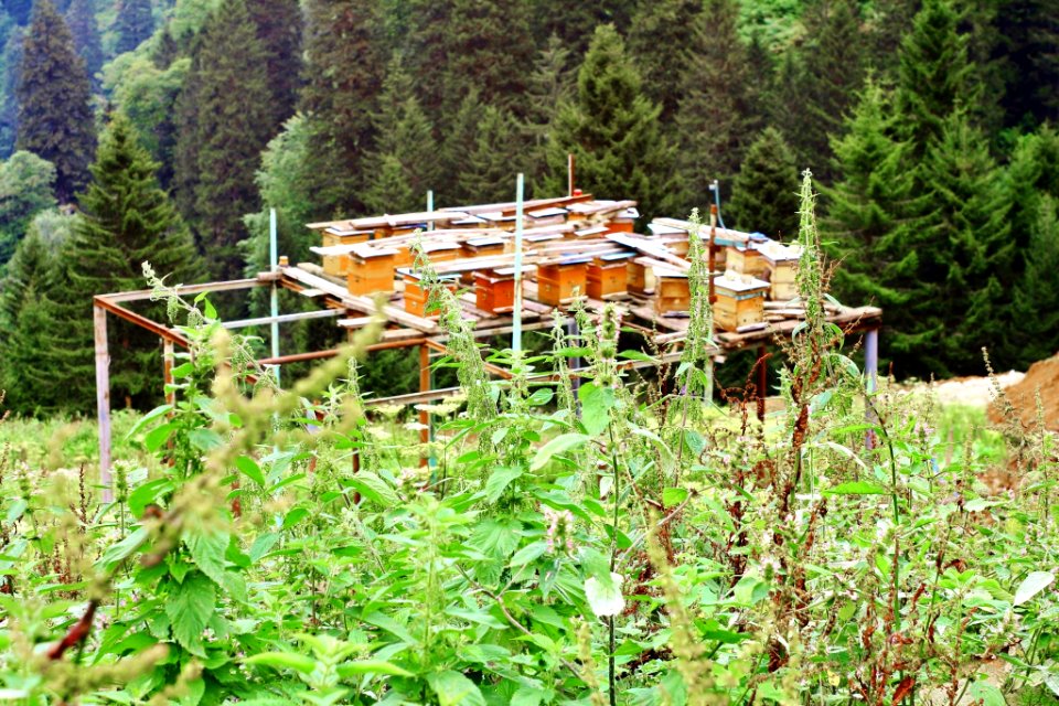 Çahçor yaylası Senoz Çayeli Rize