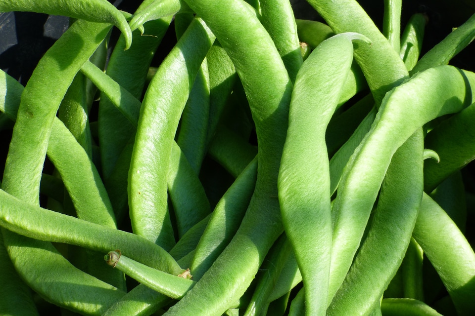 Food healthy legume