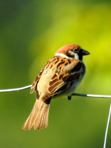 (Passeriformes: Passeridae) Passer montanus, Pilfink / Tree sparrow