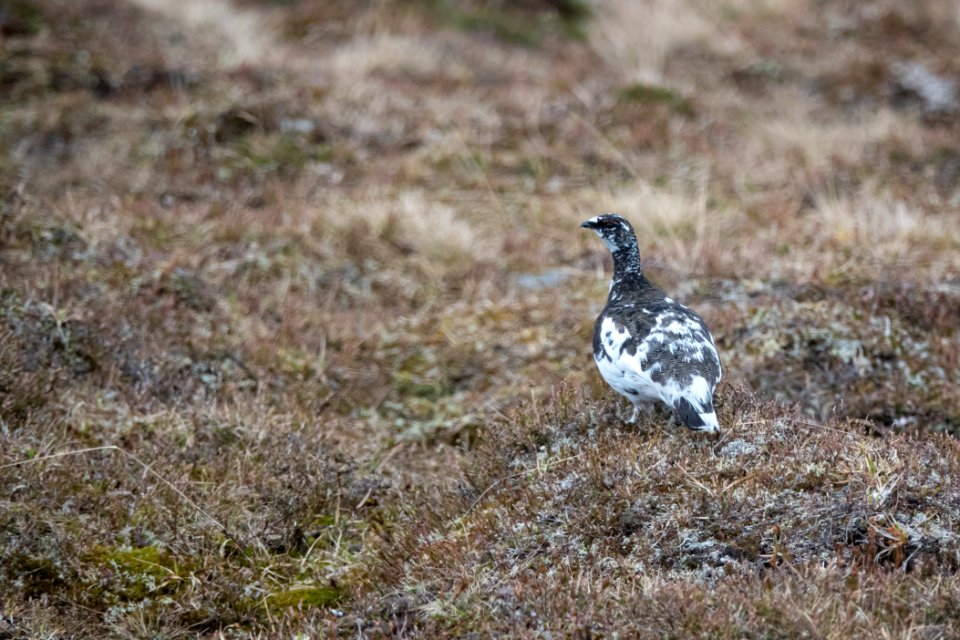 (Galliformes: Phasianidae) Lagopus muta, Fjällripa / Rock ptarmigan