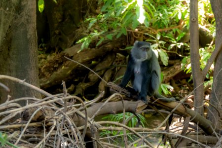 (Primates: Cercopithecidae) Cercopithecus mitis, Diademmarkatta / Blue monkey