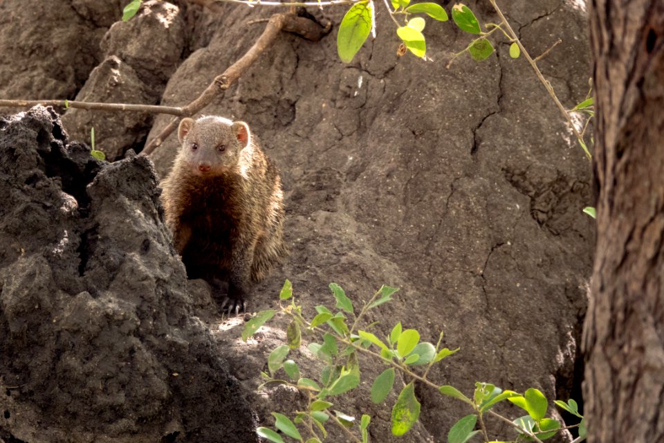 (Carnivora: Herpestidae) Mungos mungo, Sebramangust / Banded mongoose
