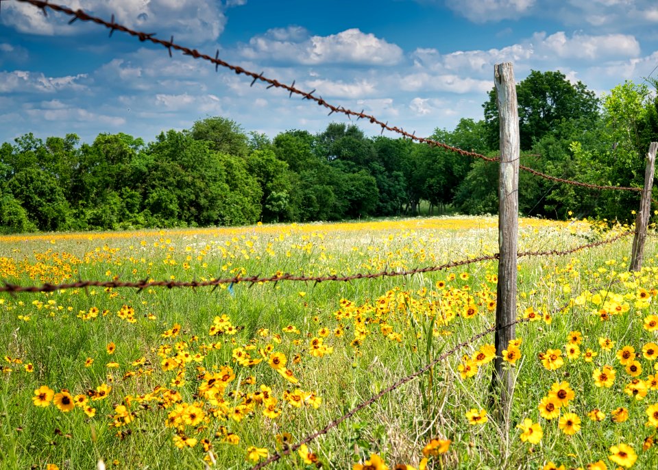 Texas Wildflowers