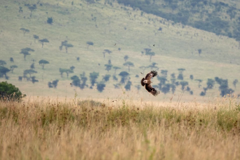 (Accipitriformes: Accipitridae) Aquila rapax, Savannörn / Tawny eagle