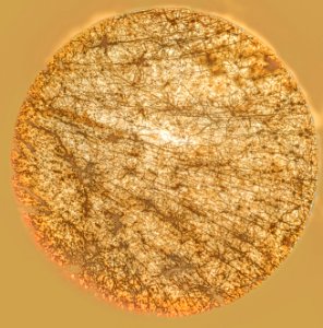 Light On Neuronal Cell