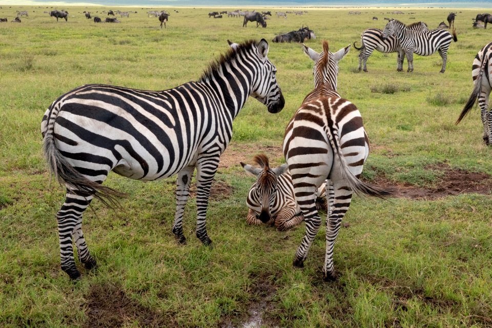 (Perissodactyla: Equidae) Equus quagga, Stäppzebra / Plains zebra