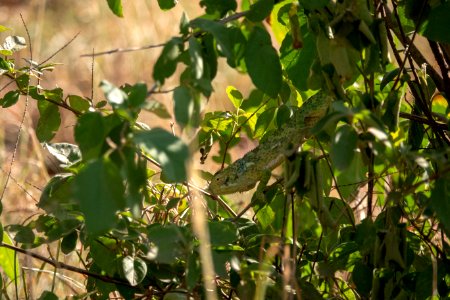 (Squamata: Chamaeleonidae) Chamaeleo dilepis, Flap-necked chameleon photo