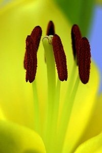 Macro yellow flower stamp