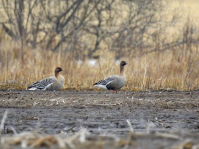(Anseriformes: Anatidae) Anser brachyrhynchus, Spetsbergsgås / Pink-footed goose