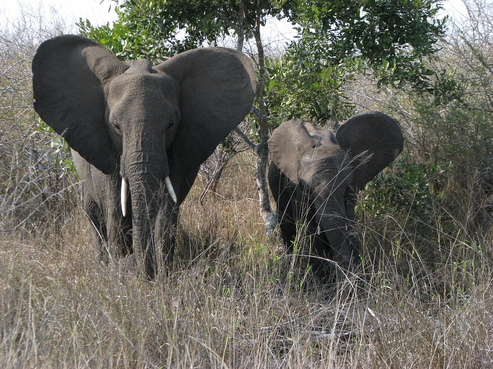 Africa cute gray elephant