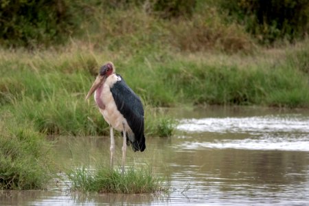 (Ciconiiformes: Ciconiidae) Leptoptilos crumenifer, Maraboustork / Marabou stork