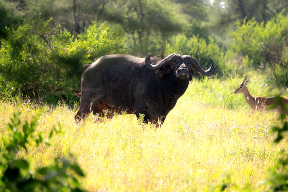 (Artiodactyla: Bovidae) Syncerus caffer, Afrikansk buffel / Cape buffalo