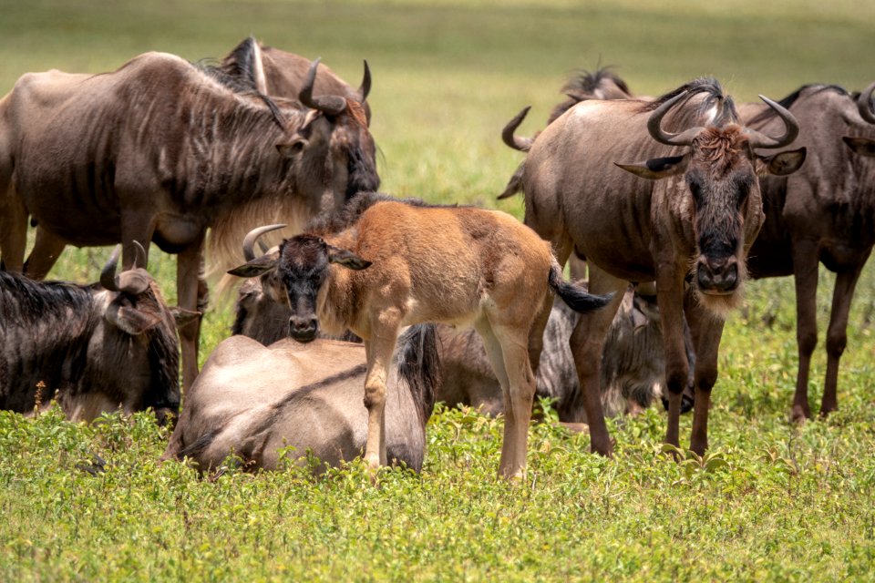 (Artiodactyla: Bovidae) Connochaetes taurinus, Strimmig gnu / Blue wildebeest
