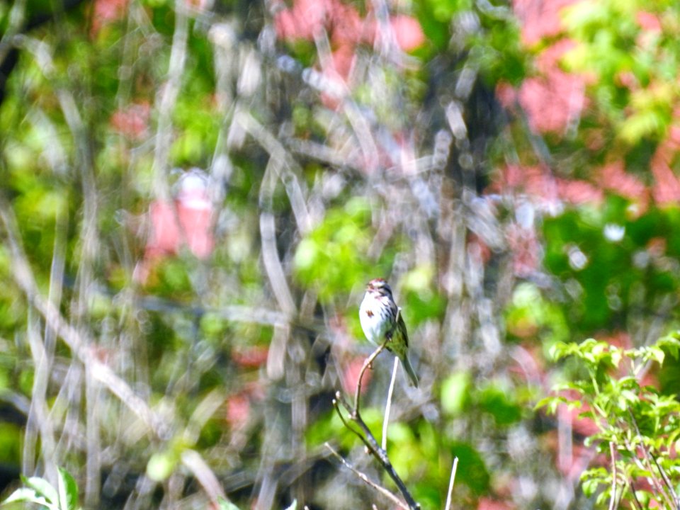 (Passeriformes: Emberizidae) Melospiza melodia, Sångsparv / Song ...