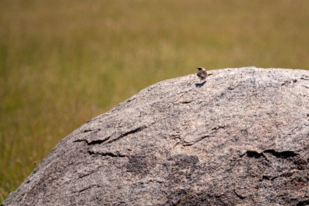 (Passeriformes: Muscicapidae) Oenanthe pleschanka, Nunnestenskvätta / Pied wheatear photo