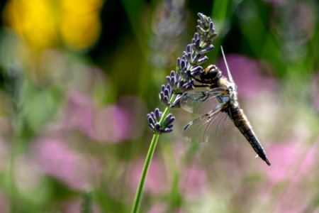 (Odonata: Libellulidae) Libellula quadrimaculata, Fyrfläckad trollslända / Four-spotted chaser