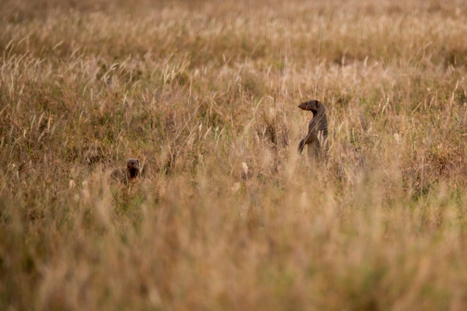 (Carnivora: Herpestidae) Mungos mungo, Sebramangust / Banded mongoose
