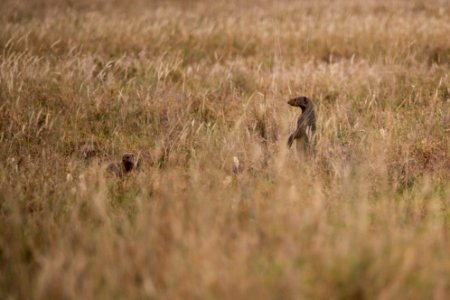 (Carnivora: Herpestidae) Mungos mungo, Sebramangust / Banded mongoose