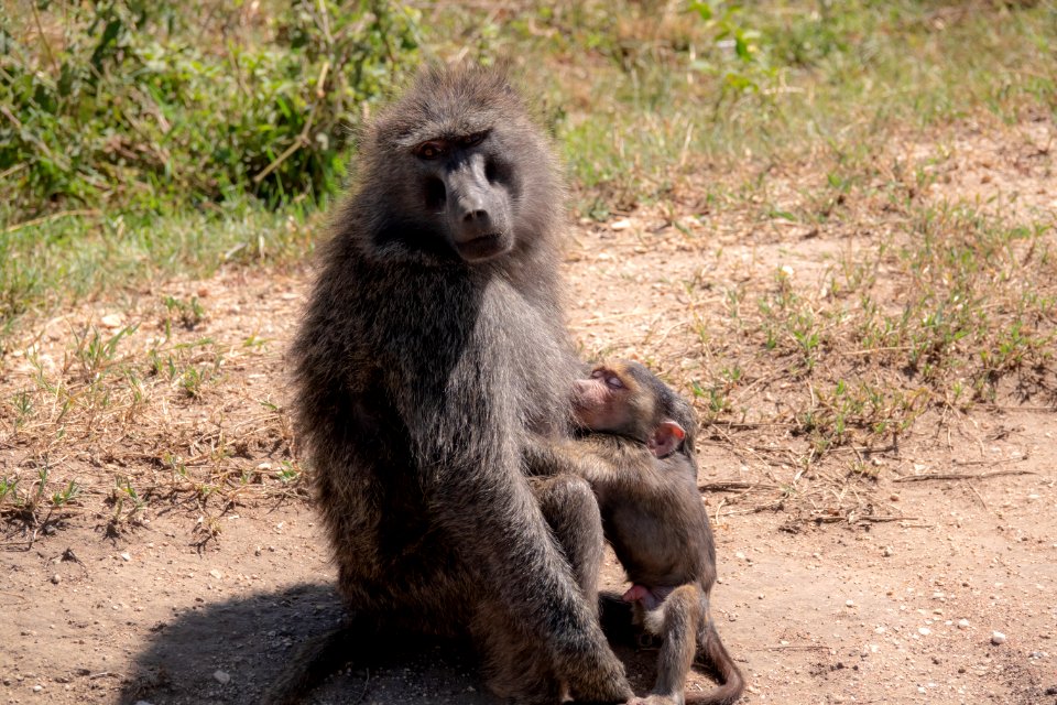 (Primates: Cercopithecidae) Papio anubis, Anubisbabian / Olive baboon