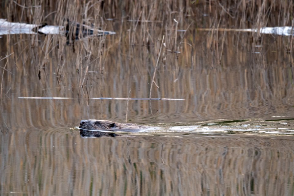 (Mammalia: Rodentia) Castor fiber, Bäver / Beaver