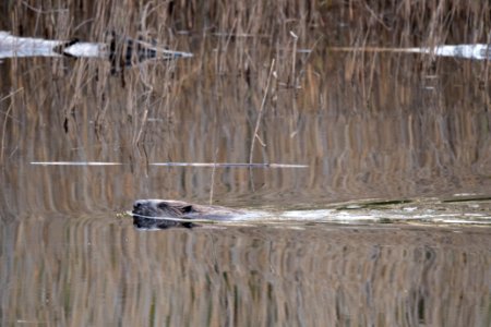 (Mammalia: Rodentia) Castor fiber, Bäver / Beaver