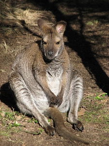Kangaroo wildlife australia