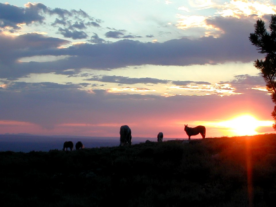 56 nonplot horses at sunset2 06062001090101