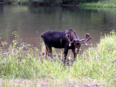 16 nonplot swiminmoose9 06062006090101