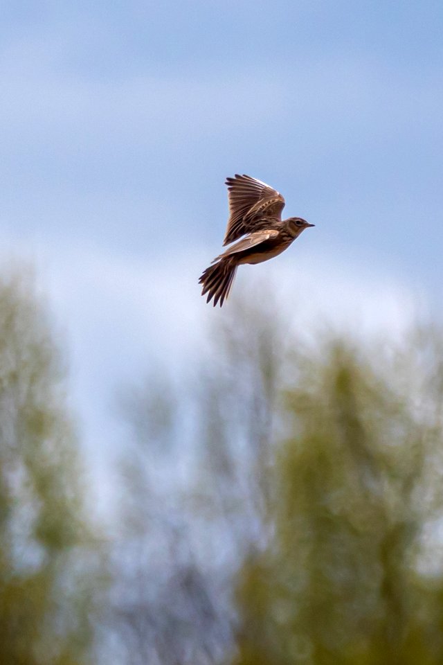 (Passeriformes: Alaudidae) Alauda arvensis, Sånglärka / Skylark